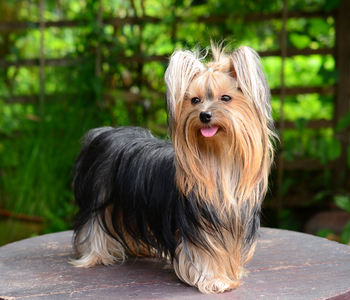 redevet Yorkshire terrier