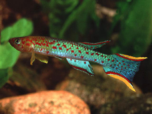redevet APHYOSEMION SCHIMITTI peixe