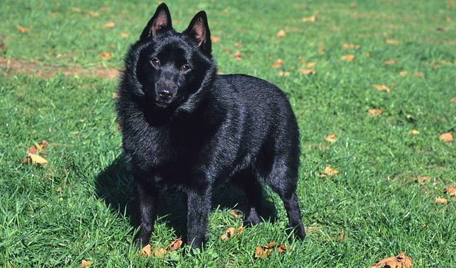 redevet Schipperke