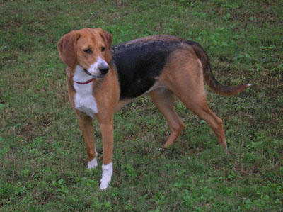 redevet foxhound americano