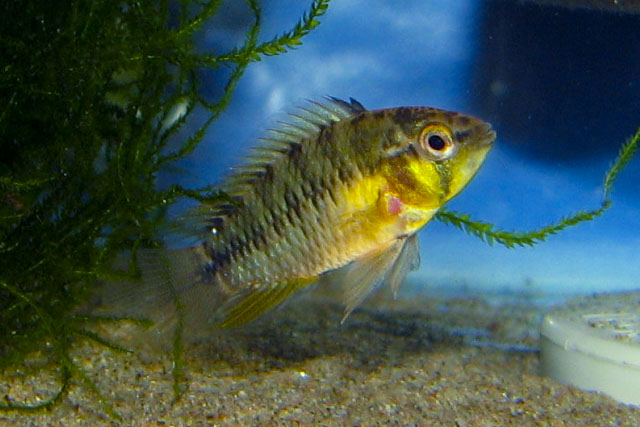 redevet apistogramma borelli peixe