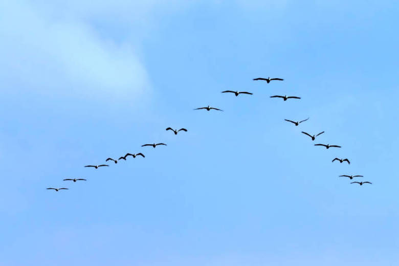 redevet aves v curiosidade