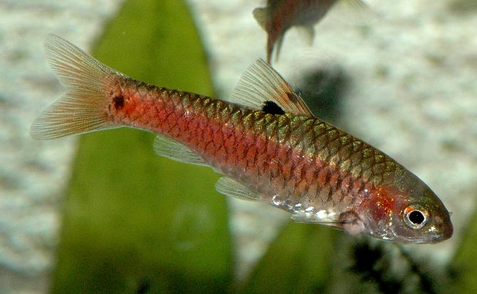 redevet barbus bimaculatus peixe