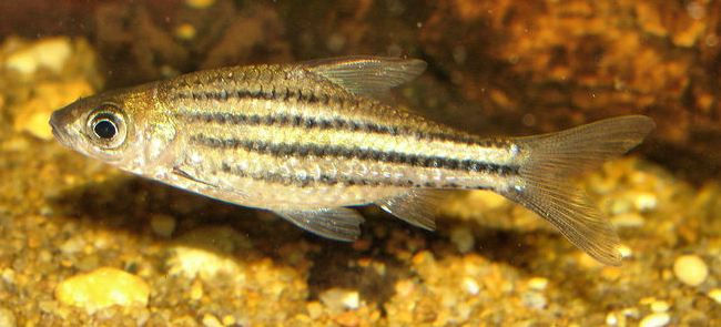redevet barbus lineatus peixe