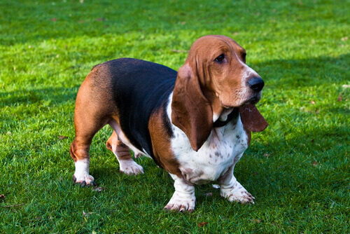 redevet basset hound