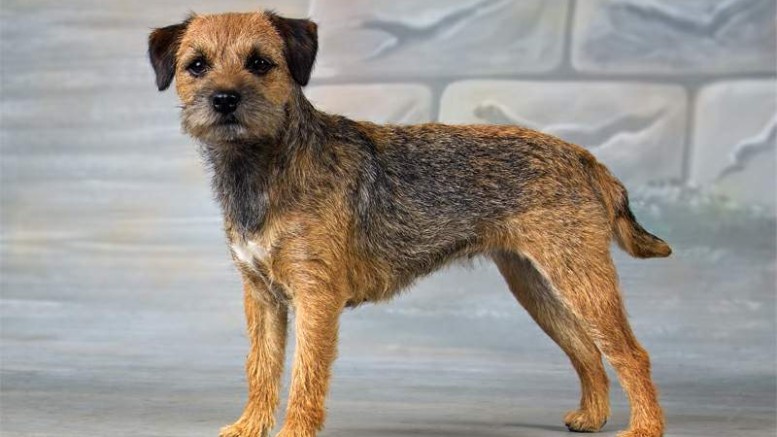 redevet border terrier
