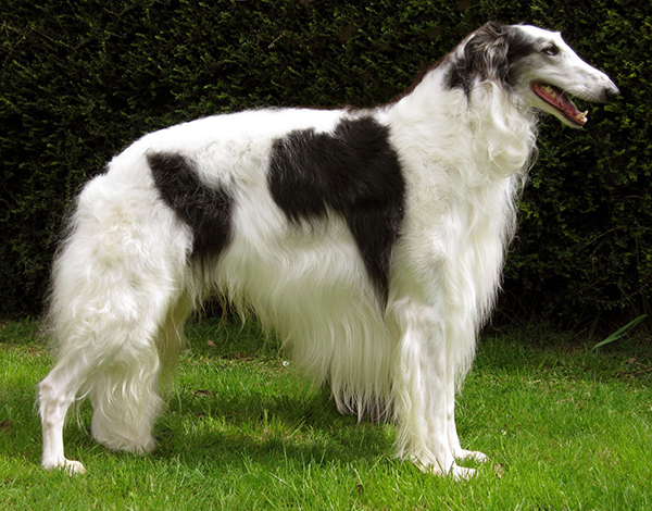 redevet borzoi