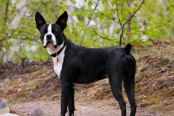 redevet boston terrier
