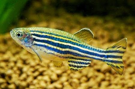 redevet brachydani rerio peixe