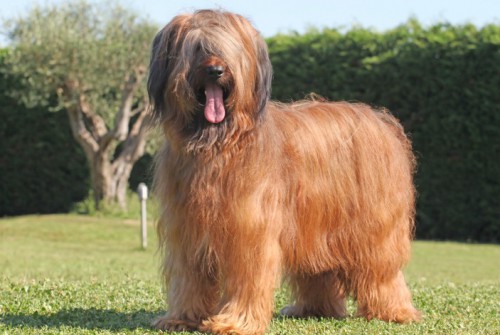 redevet briard