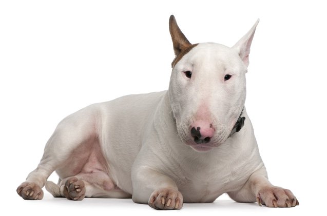 redevet bull terrier