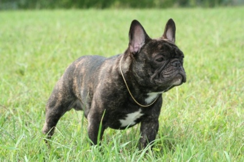 redevet bulldog frances