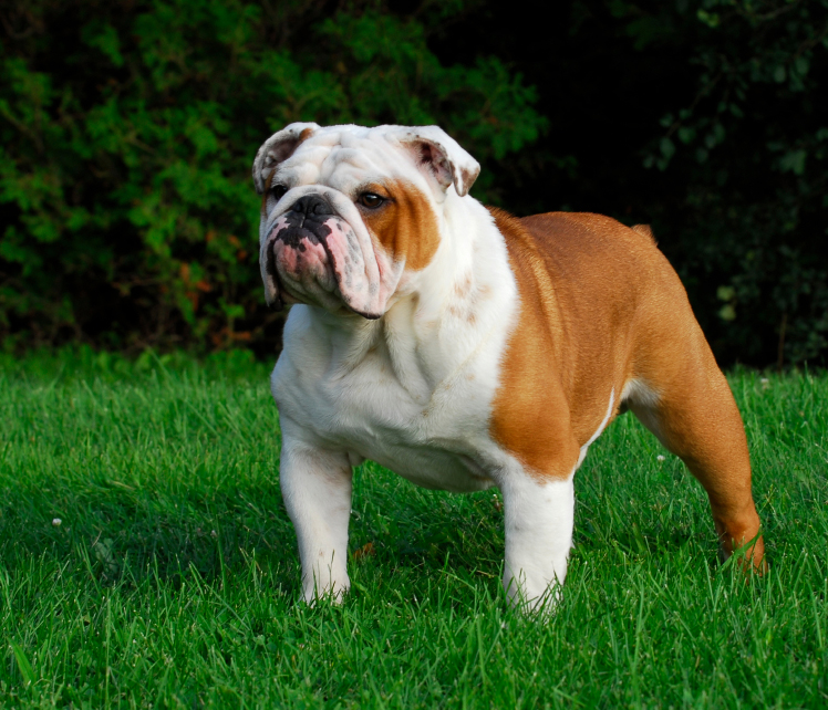 redevet bulldog ingles