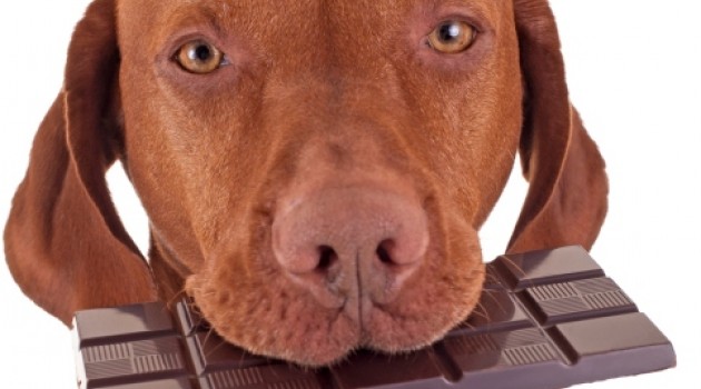 redevet cachorro chocolate curiosidade