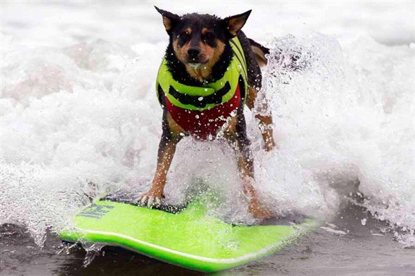 redevet cao corajoso curiosidade