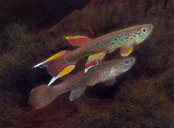 redevet cauda de Lira peixe