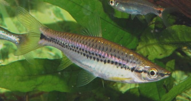 redevet cephalotaenia peixe