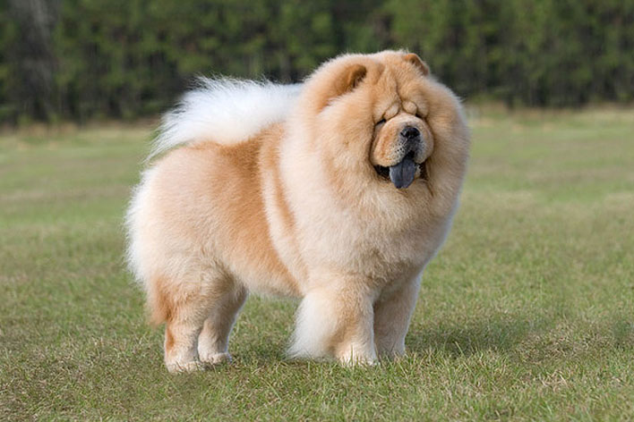 redevet chow chow