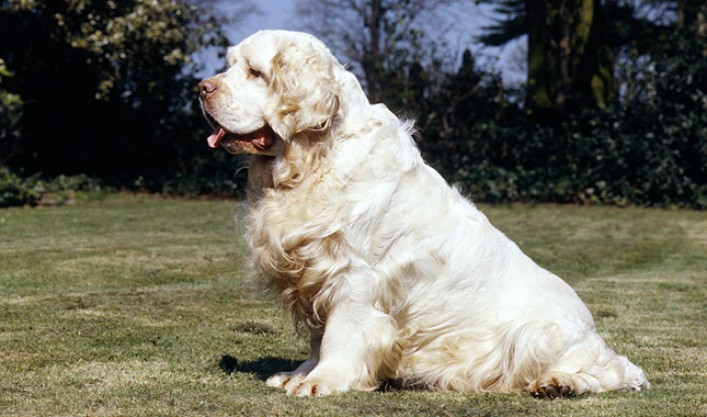 redevet clumber spaniel