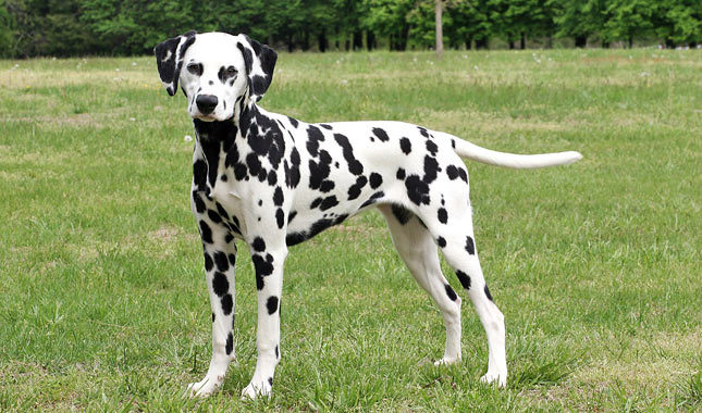 redevet dalmata