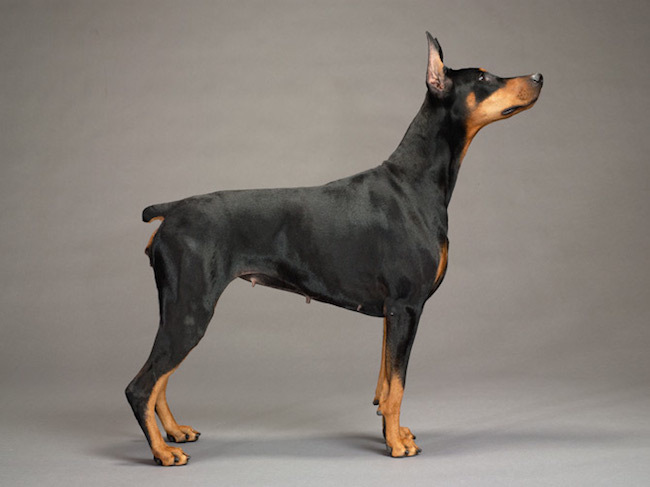 redevet doberman pinscher
