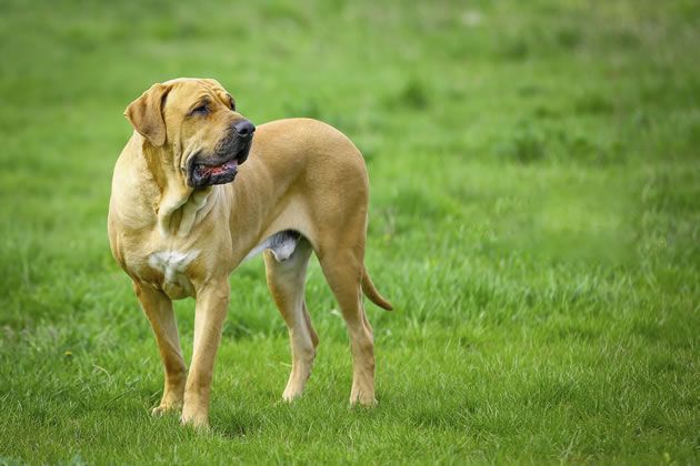 redevet filabrasileiro