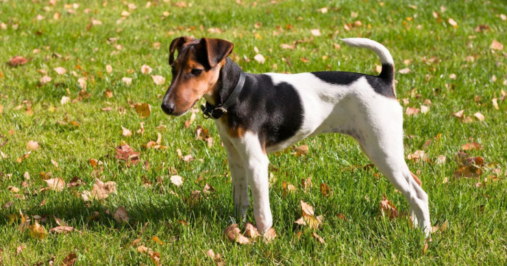 redevet foxterrier pelo liso