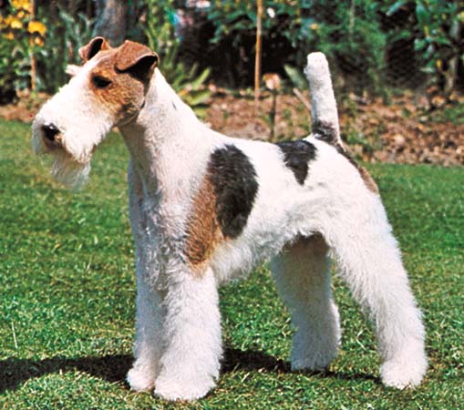 redevet foxterrier peloduro