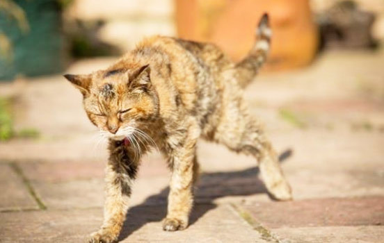 redevet gato velho curiosidade