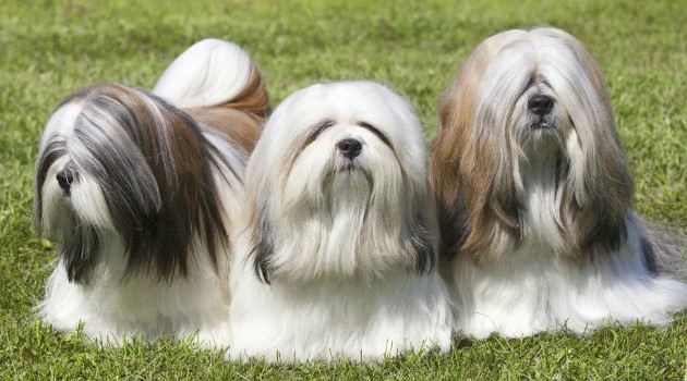 redevet lhasa apso