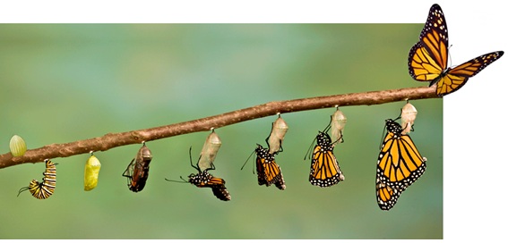 redevet metamorfose borboleta curiosidades