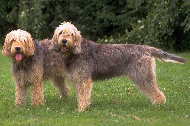redevet otterhound