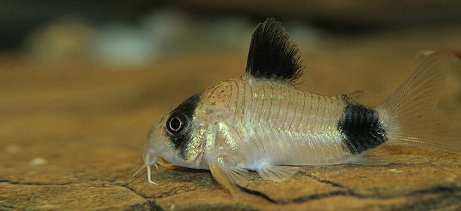 redevet panda corydoras peixe