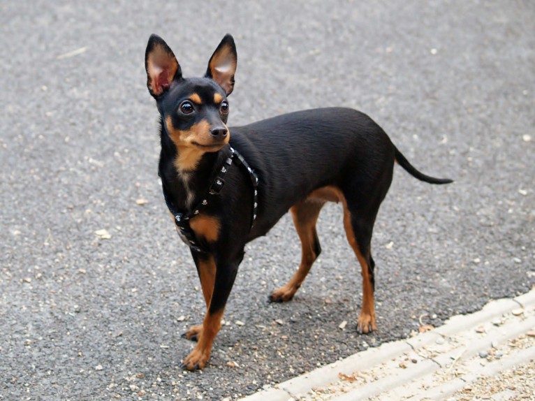 redevet pinscher miniatura
