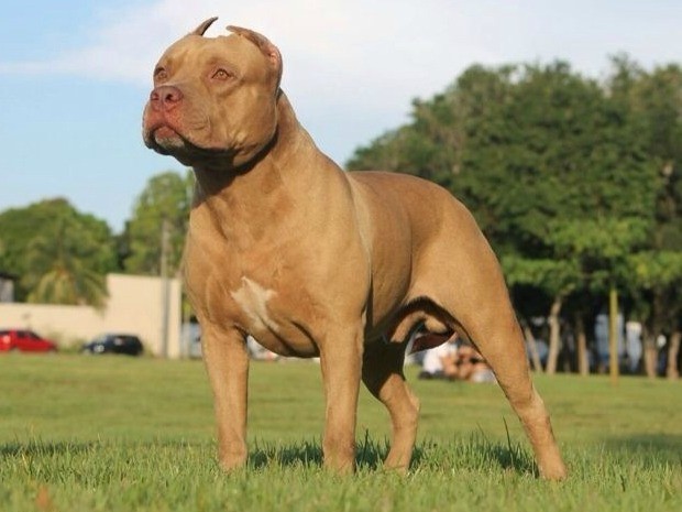 redevet pit bull