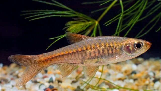 redevet rasbora reticulata peixe