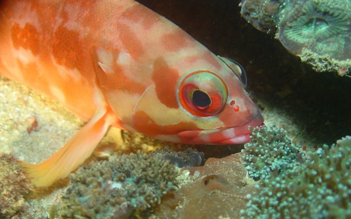 redevet sonopeixe curiosidade