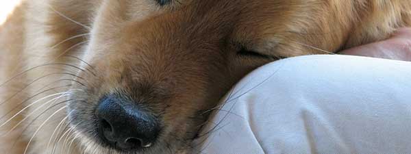 redevet testamento cao curiosidade