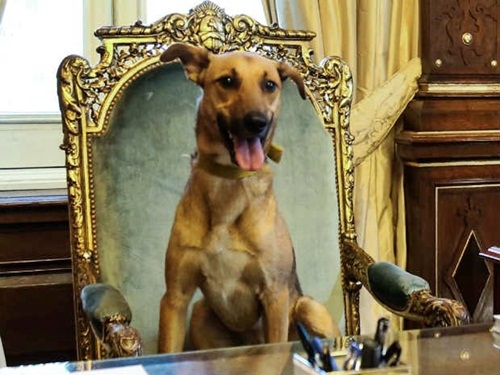 redevet veradoranimal curioidade