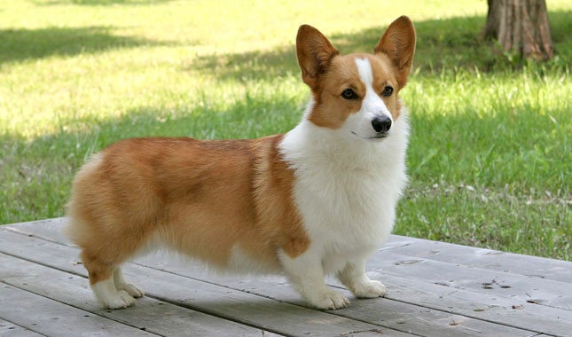 redevet welsh corgi pembroke